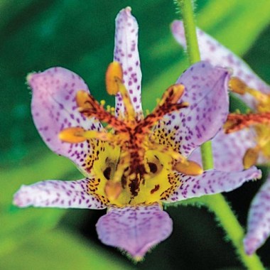 autumn glow toad lily